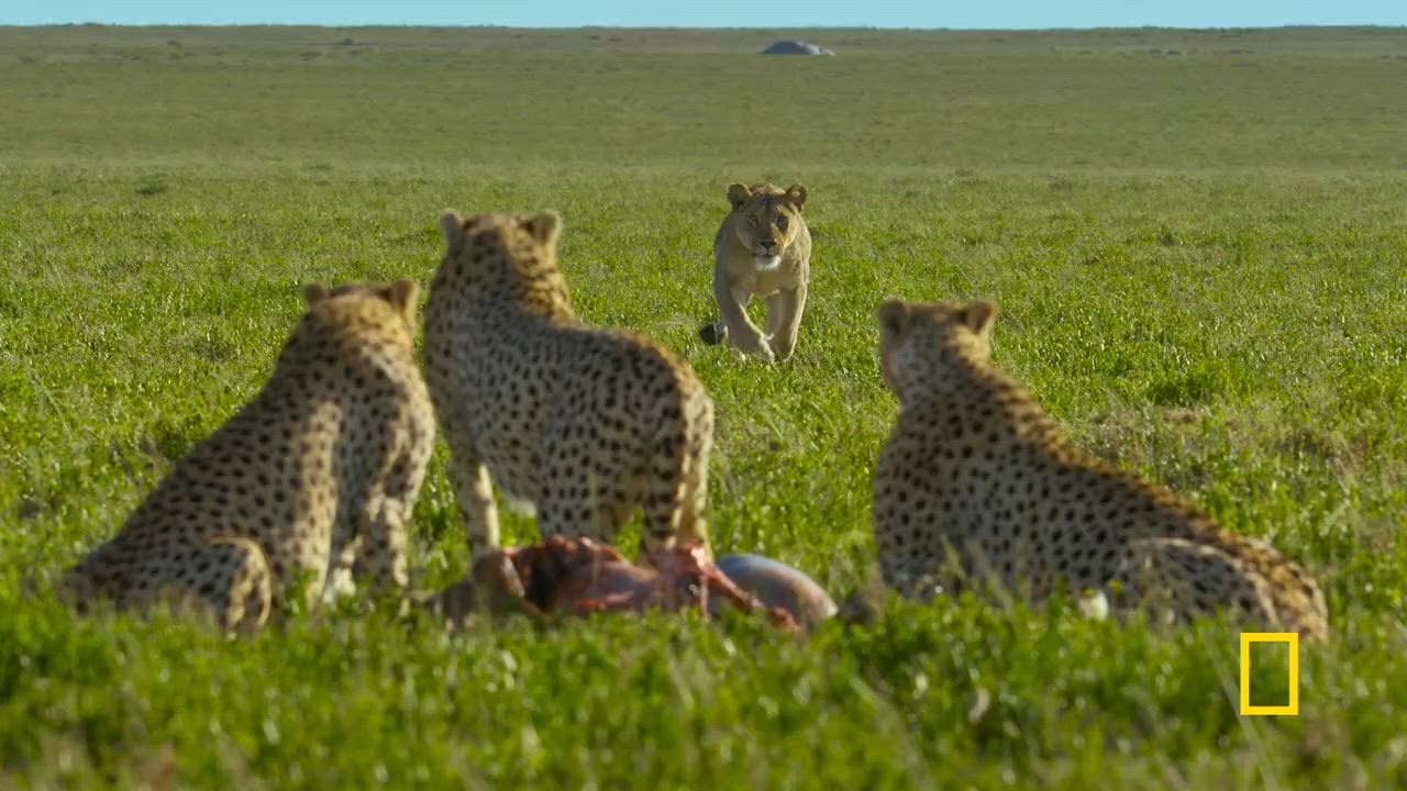 Cheetahs up close with Bertie Gregory: Official trailer