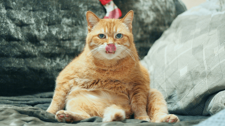Simple strategies to calm a stressed cat (7 proven methods)