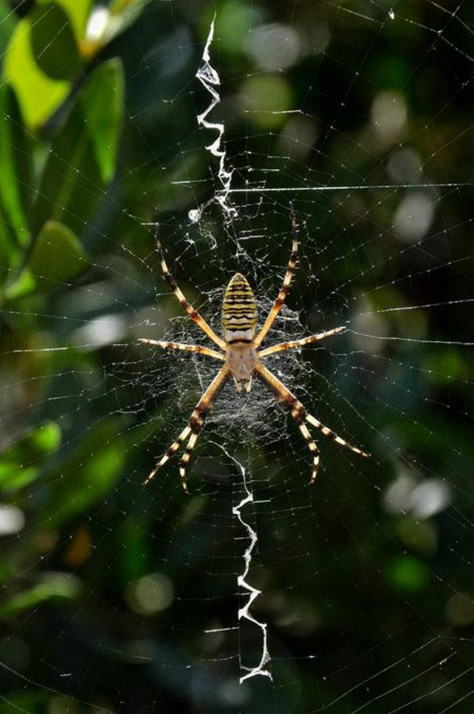 Intricate web patterns help spiders pinpoint their captured prey