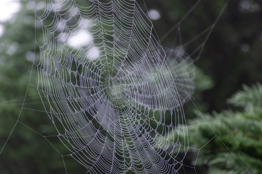 Intricate web patterns help spiders pinpoint their captured prey