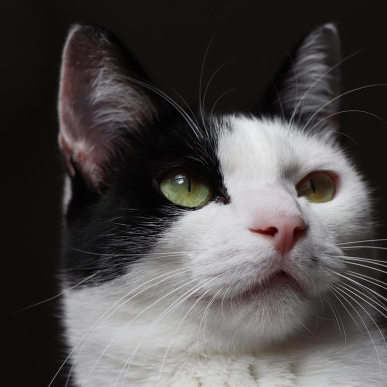 View of Simple strategies to calm a stressed cat (7 proven methods)