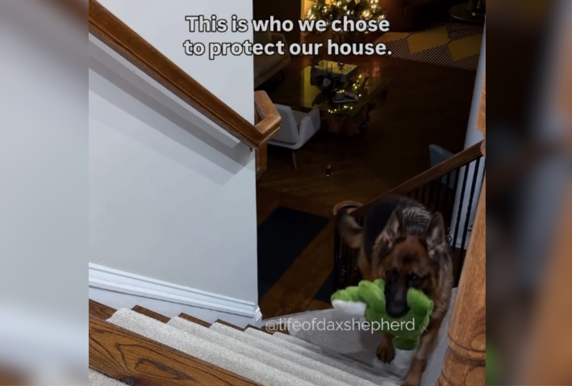 Couple adopt German shepherd to protect their home, then have realization<br><br>