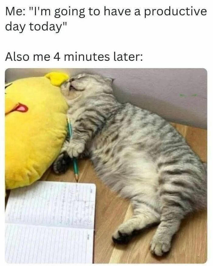 63 funny memes for your daily dose of cute animal content