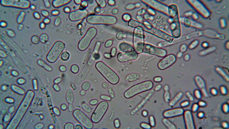 Scientists found a lifeform they can’t classify, and it’s baffling