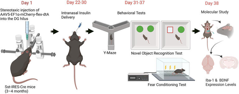 Medications may help the aging brain cope with surgery and memory ...