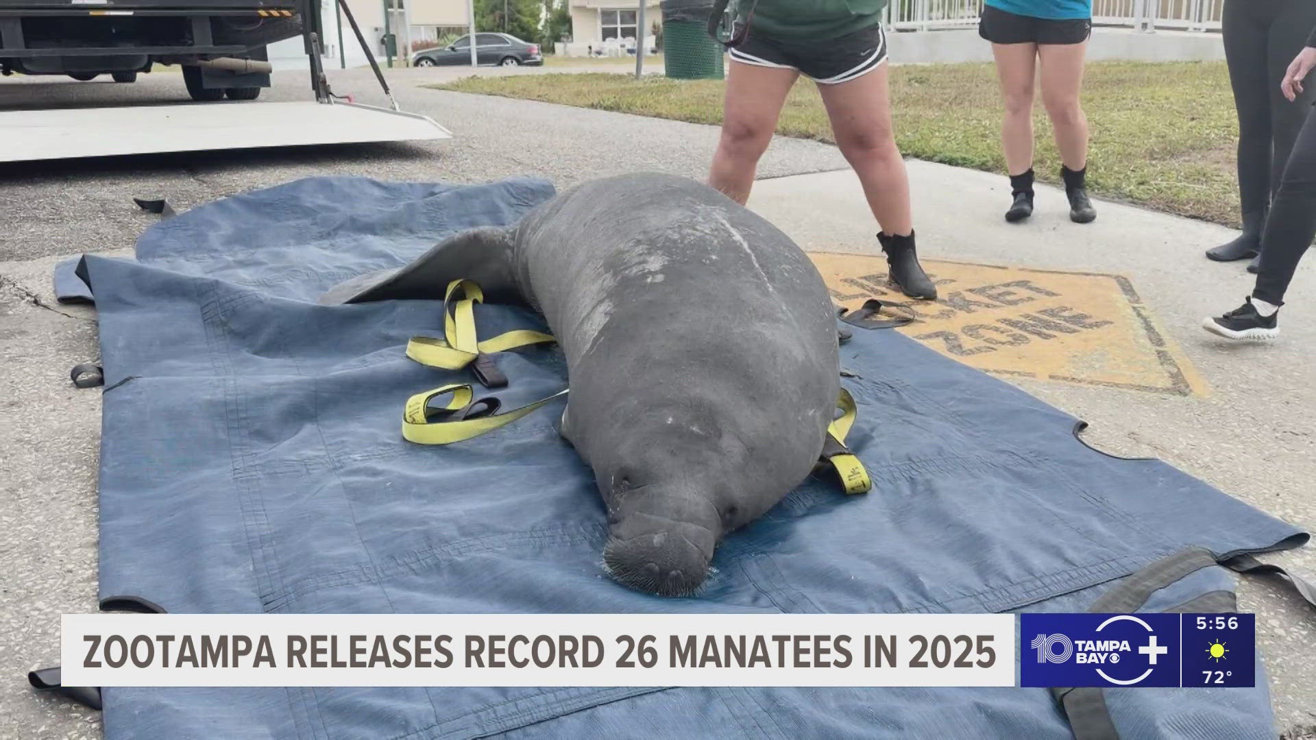 ZooTampa releases record number of rehabilitated manatees into Florida ...