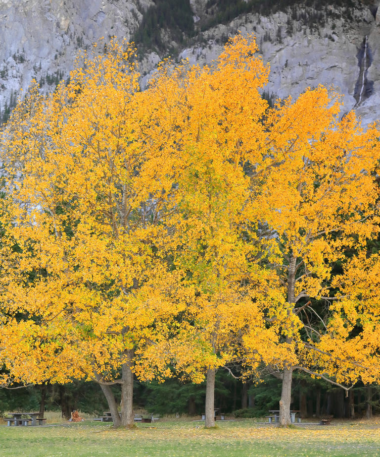 7 trees to prune in January to ensure they remain healthy and attractive