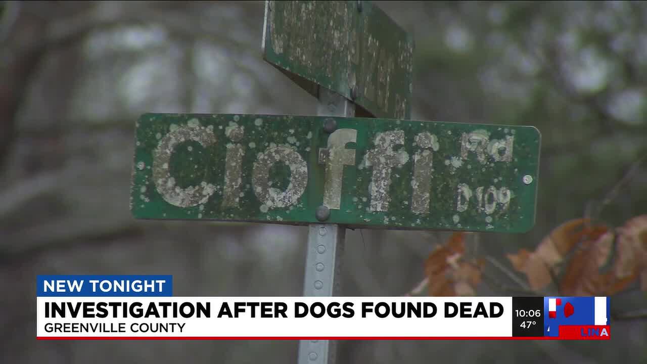 ‘They were beautiful dogs’: Woman describes finding two dogs shot to ...