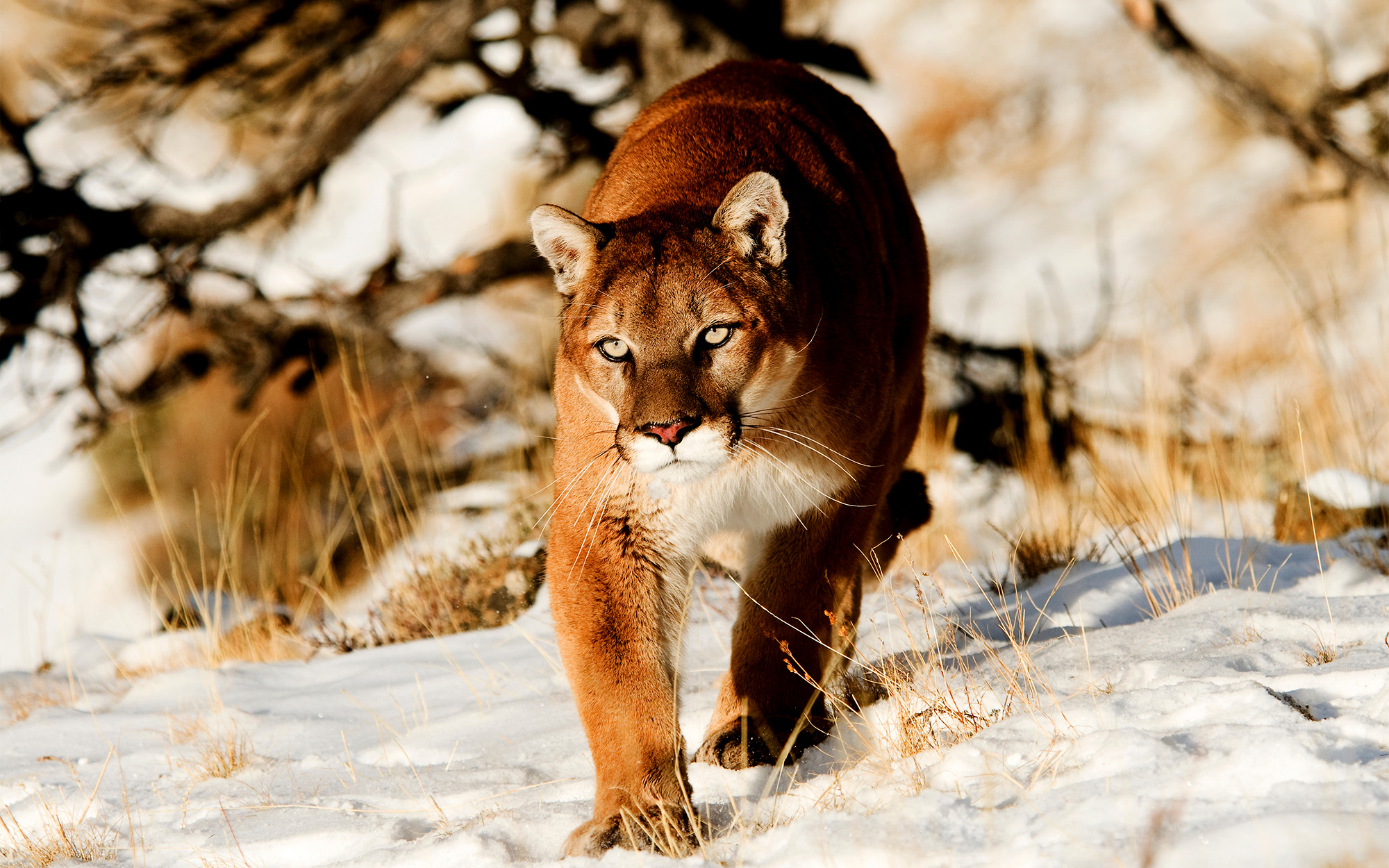 Officials confirm a mountain lion killed the Colorado hiker found dead on New Year’s Day<br><br>