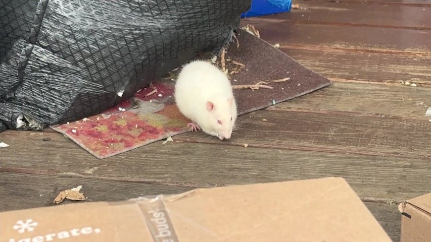 Rocky Point home overrun with pet rats