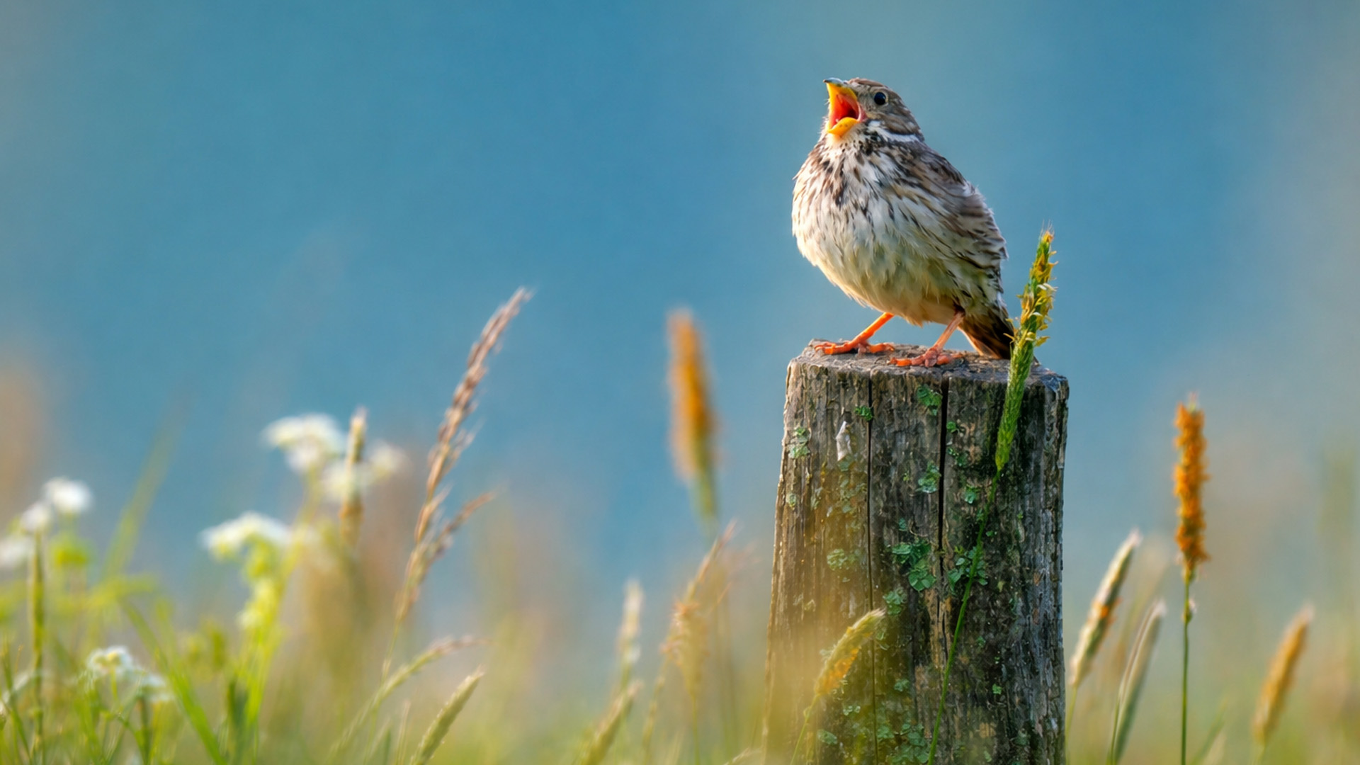 Nature’s alarm clock in action