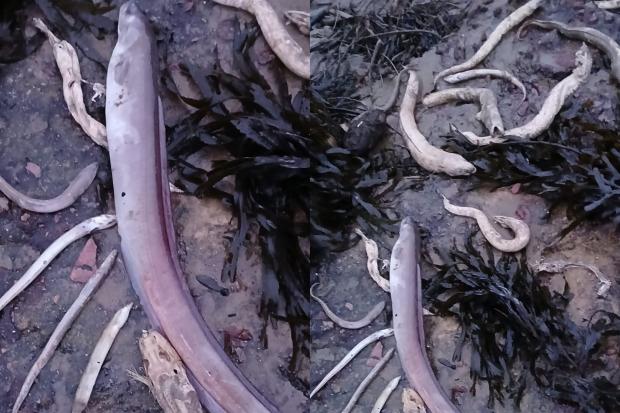 Fishermen find another large batch of dead fish at Severn Estuary