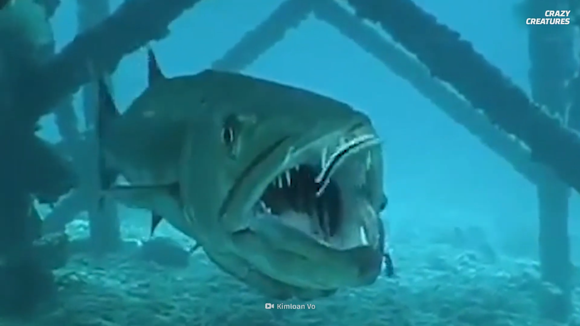 When a predator hits with surgical precision