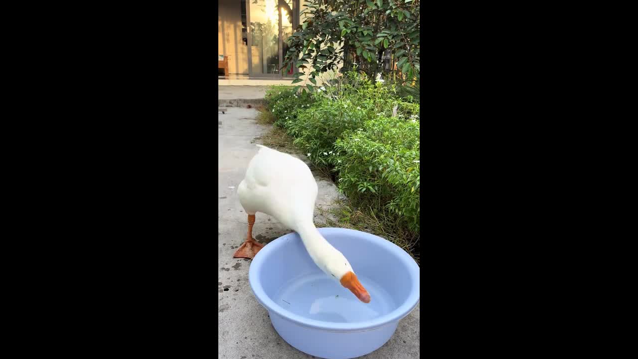 Goose's epic bath fail in Vietnam: So funny you'll quack up!