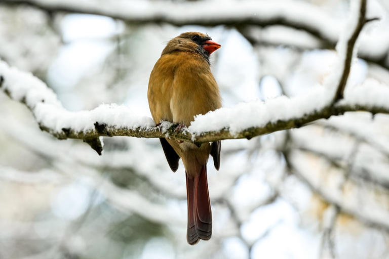How wet will Ohio's winter be? What Old Farmers' Almanac says