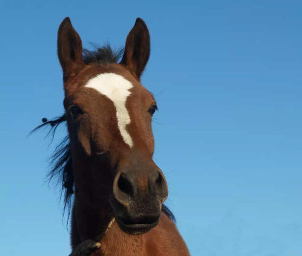 Are horses smarter than dogs? Science reveals the real answer
