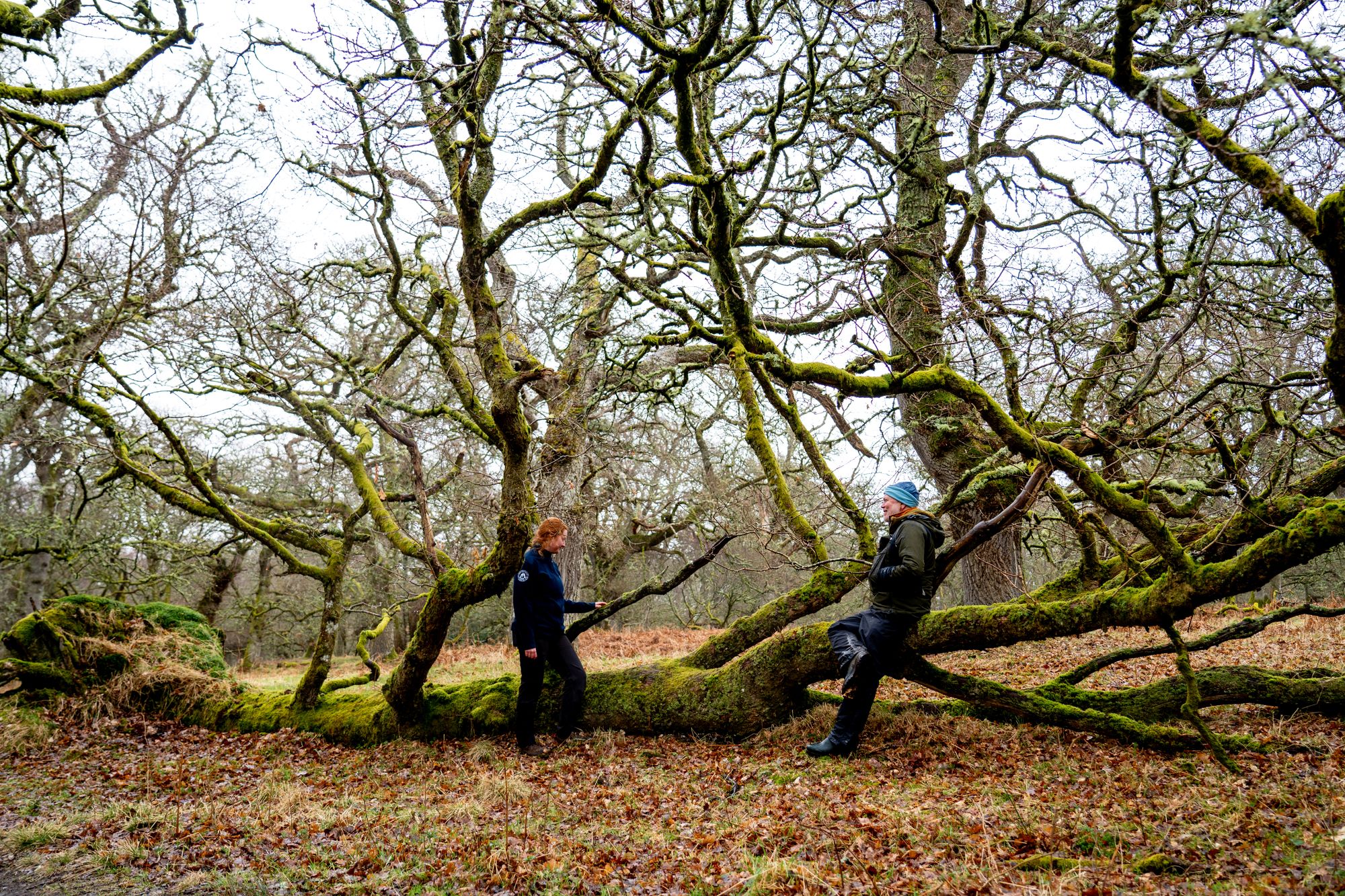 Future of ancient Scottish trees protected as NTS doubles woodland at ...