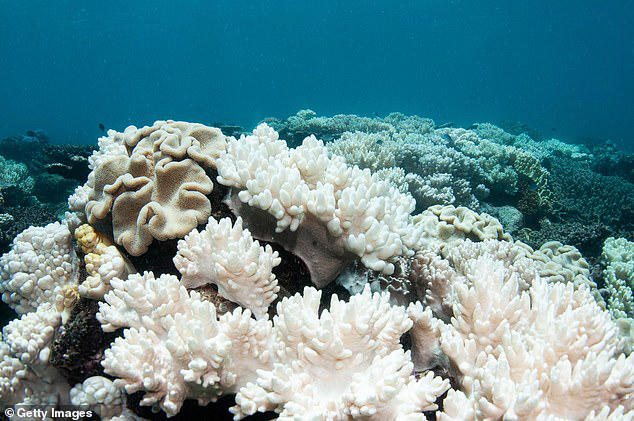 2026 may be the year coral reefs around the world finally collapse ...