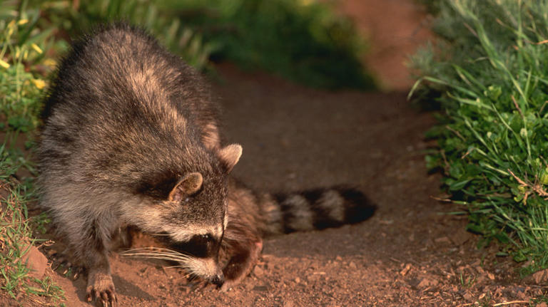 Keep raccoons out of your garden with this must-try cotton ball trick