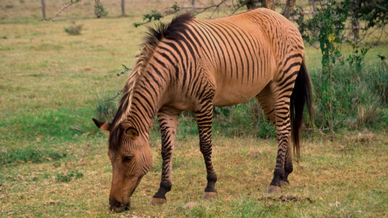 What is a zorse? Check the fascinating science behind the zebra-horse ...