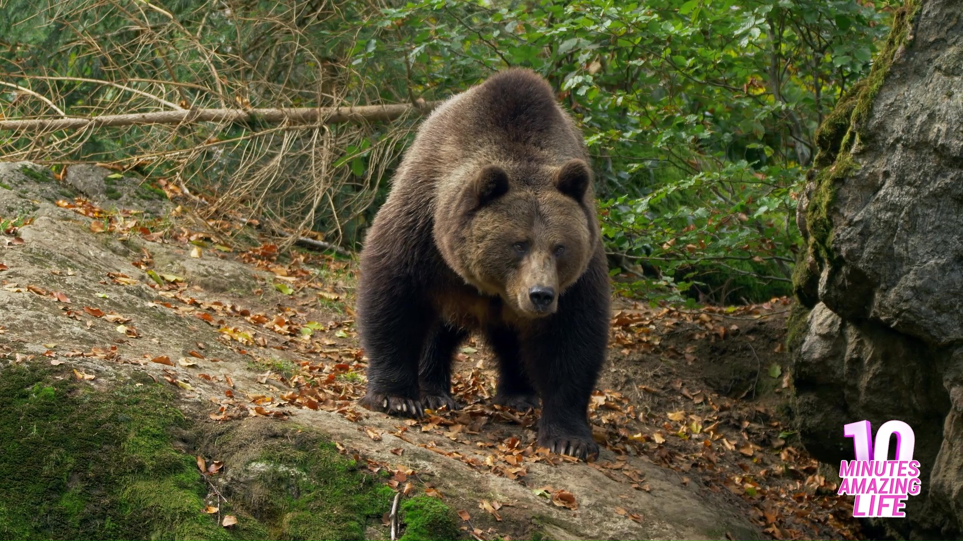 A Wild Brown Bear In Its Natural Habitat