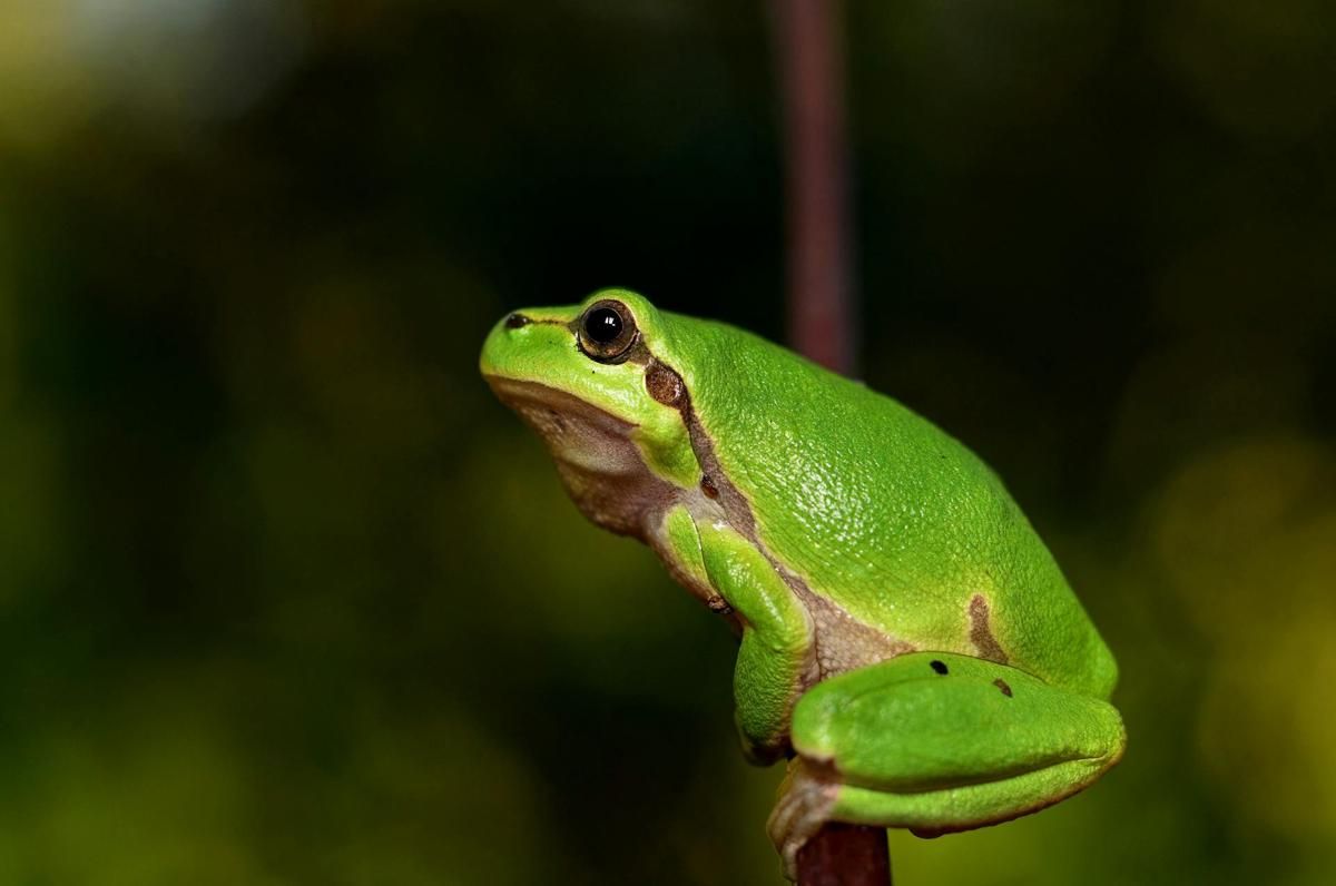 Kenapa katak tidak minum air?