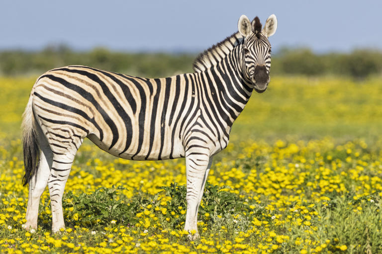 10 exotic pets that are legal to own in California