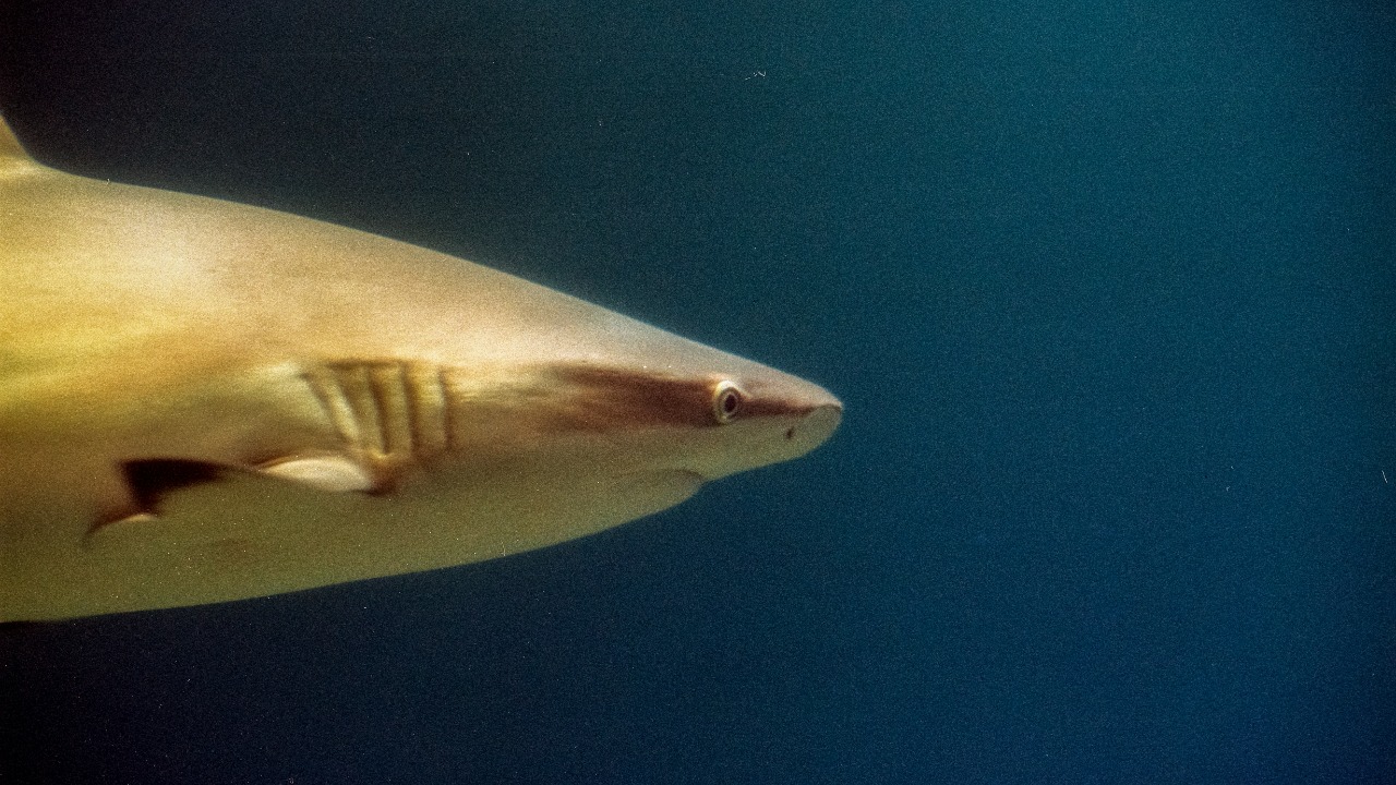 Rare 'golden shark' caught off Central America stuns scientists