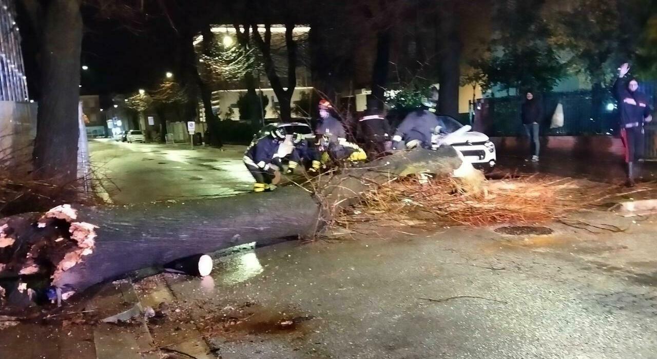 Albero cade in viale Matteotti e si schianta su un’auto in sosta, paura ...