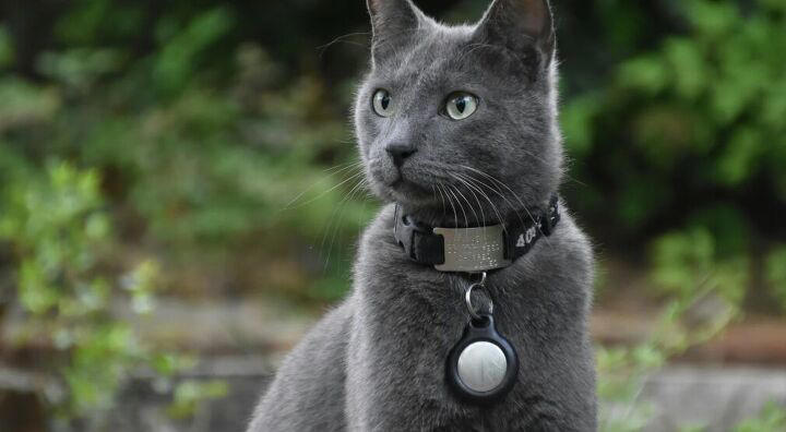 Do this to keep your outdoor cat safe