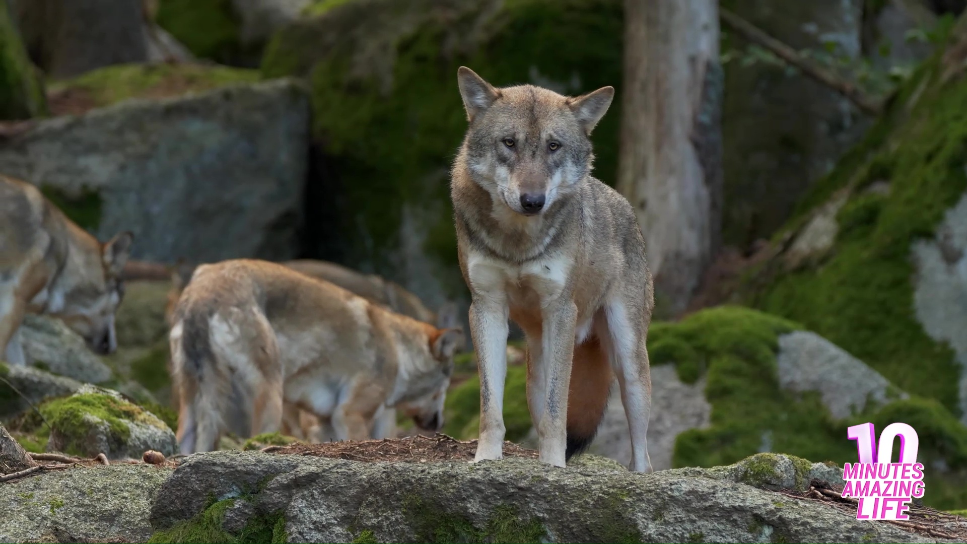 A wild Eurasian wolf in natural surroundings