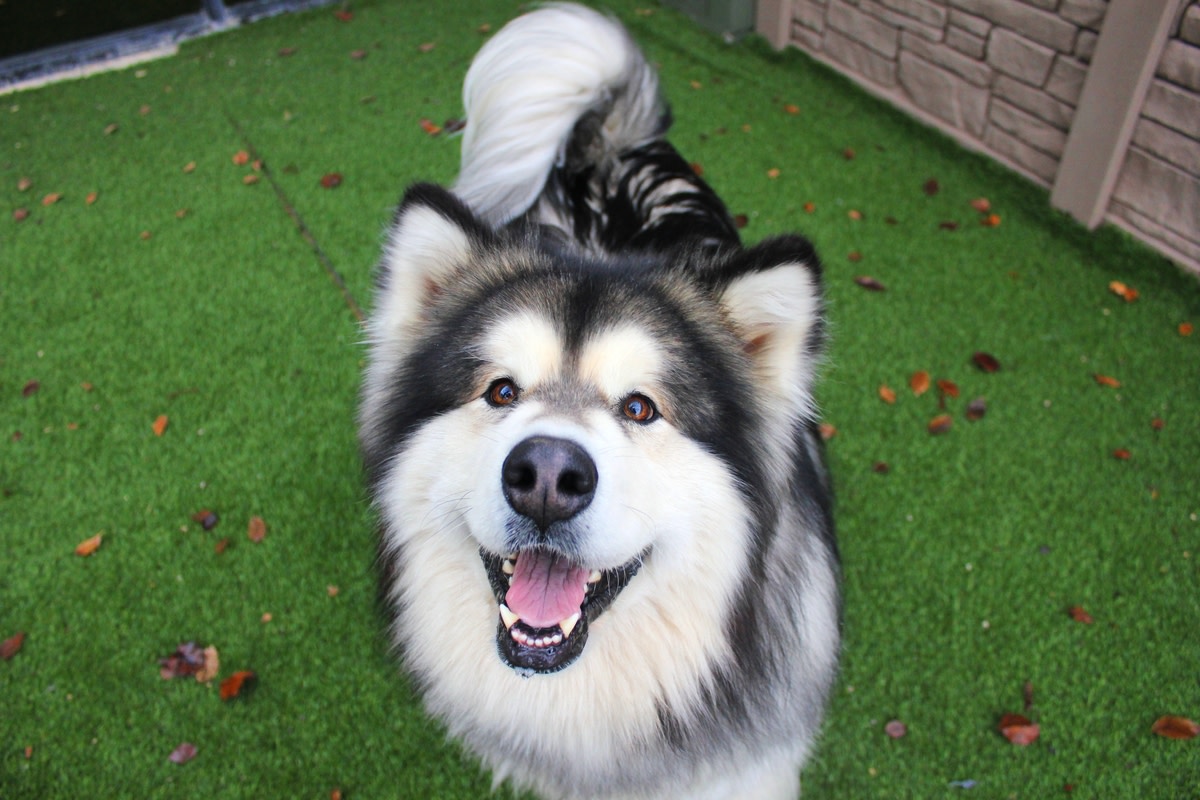 Rescued husky finds calm watching her new fish friends