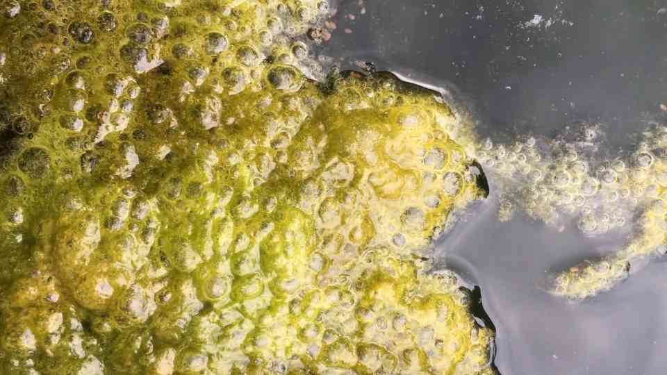 The torture device that terrified Europe