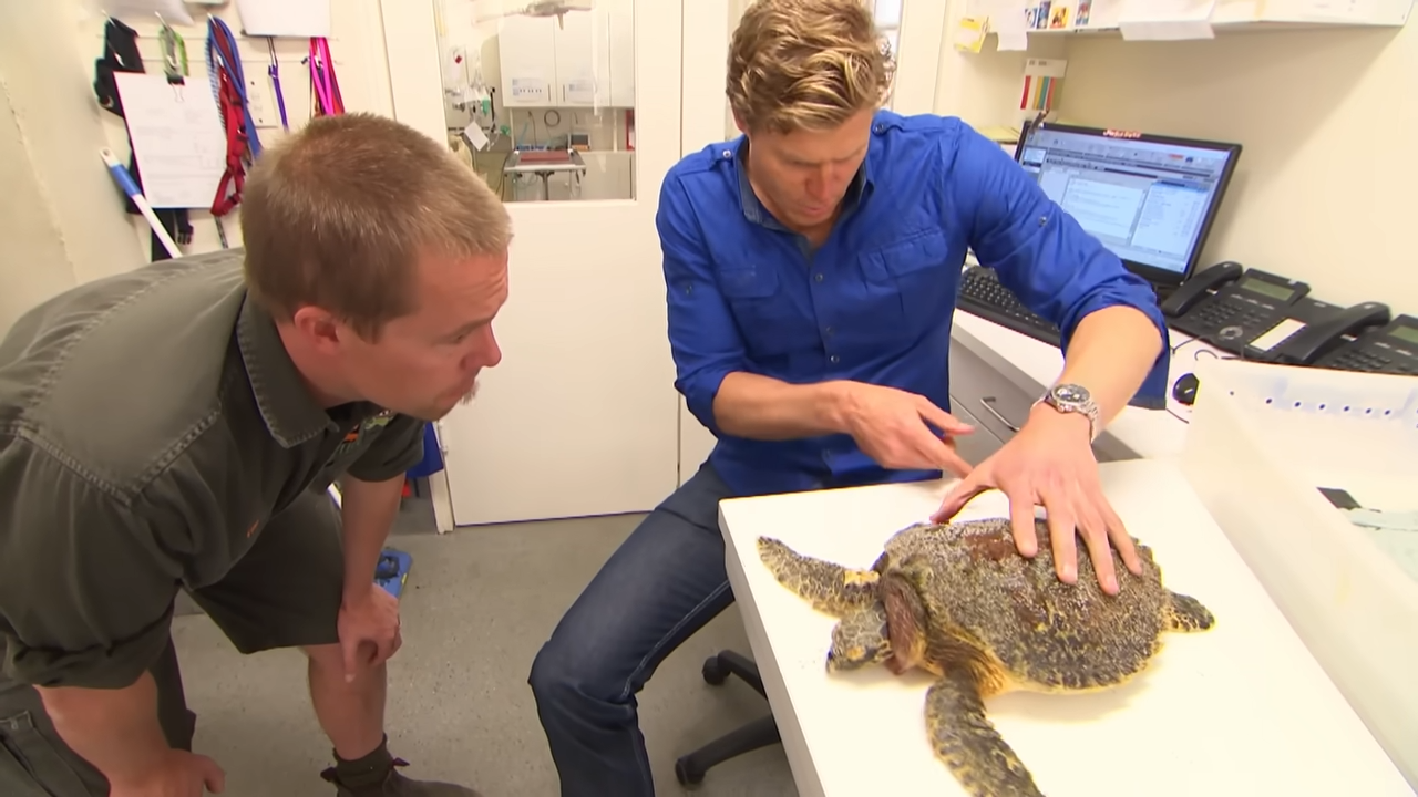 What happens when a turtle can’t dive