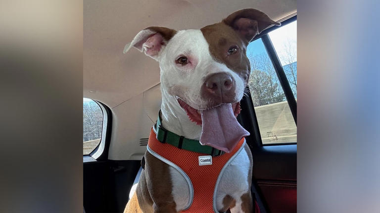 Last dog rescued after BioLab fire adopted from PAWS Atlanta