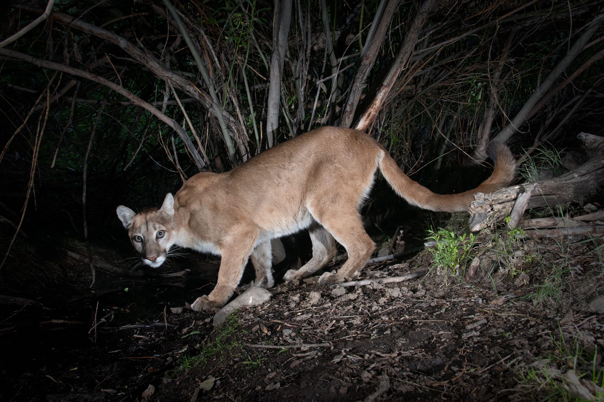 Mountain lion encounters rare in Nevada. What to do if it happens