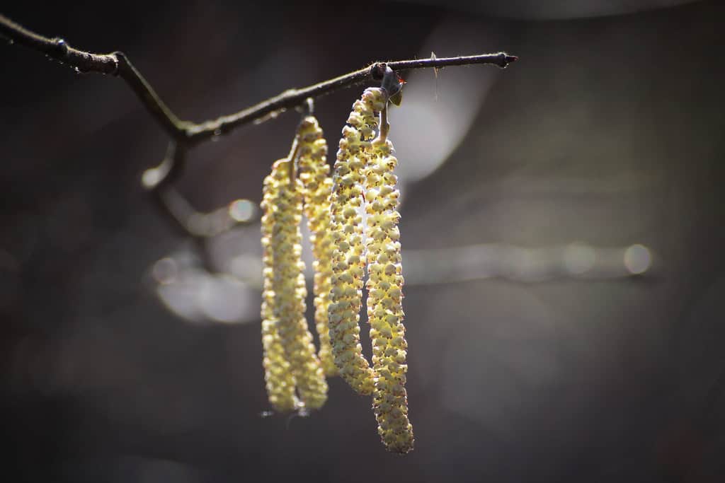 8 PNW cities with the toughest pollen seasons