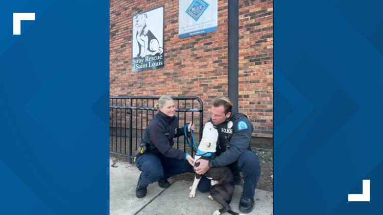 Dog shot on Christmas Eve reunited with police officers that helped ...