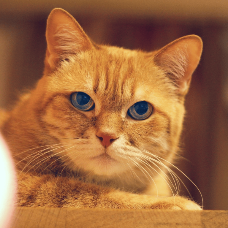 Picture of Your emotions can affect your cat (explained by science)