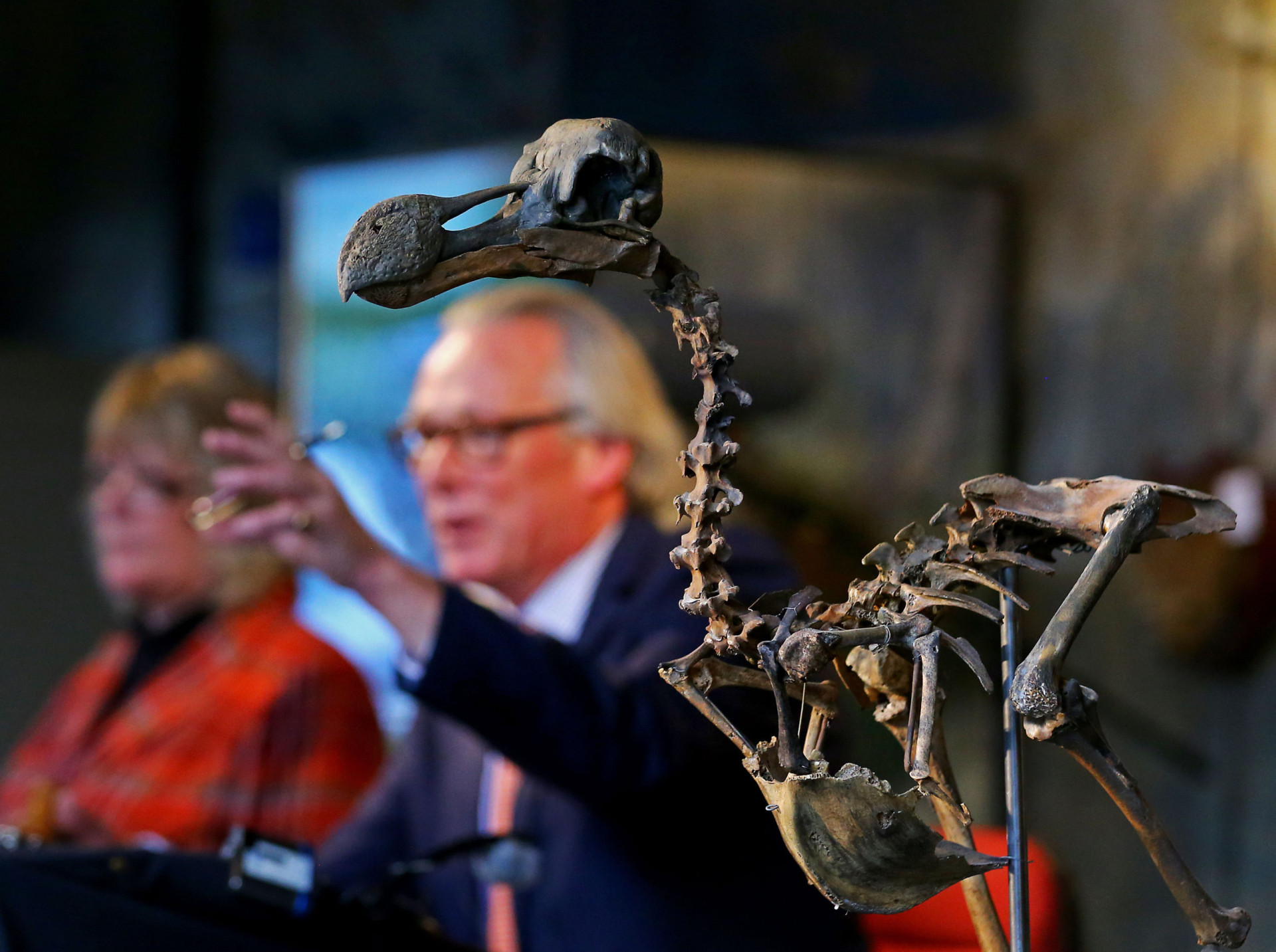 The hidden truth of the dodo bird