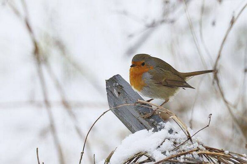 Robins will not leave your garden if you feed them one food they love