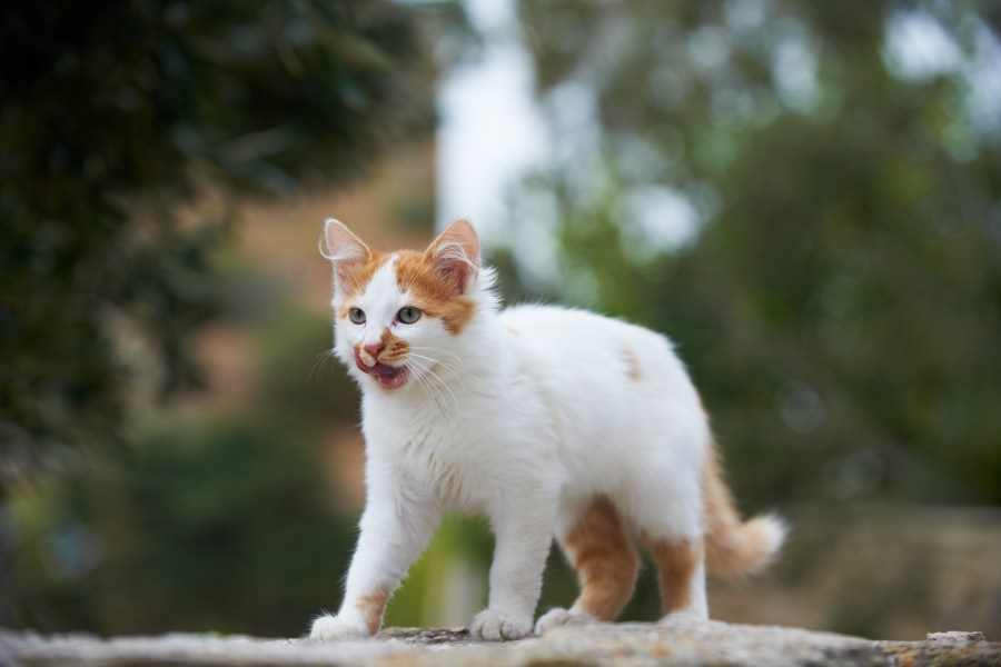 2 people exposed to rabid cat in Greenwood Co.