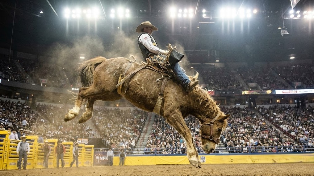This horse wasn't feeling it - but he didn't get to choose - National ...