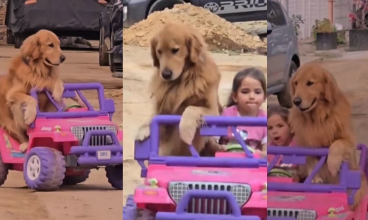 Niña pasea a su golden en su jeep y el perrito se convierte en el mejor ...