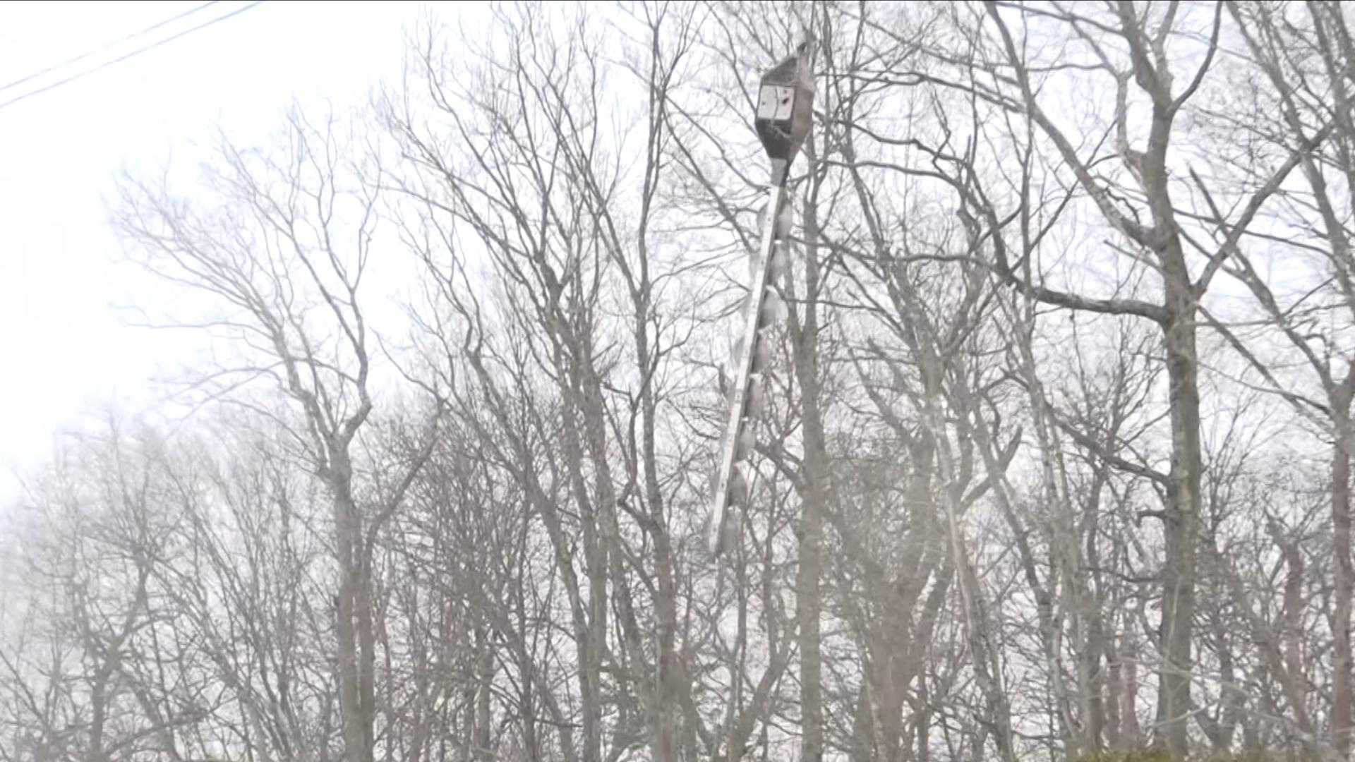 Eversource implements helicopter tree trimming to help prevent power ...