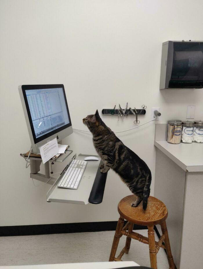 Kitties working hard and hardly working: 109 delightful pics of working ...