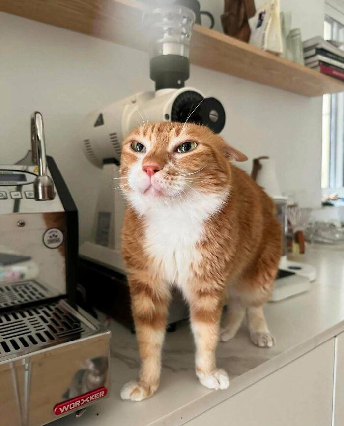Kitties working hard and hardly working: 109 delightful pics of working ...