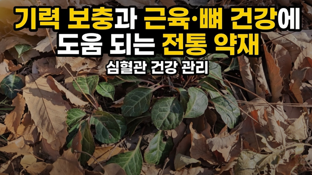 기력 보충과 근육·뼈 건강에 도움 되는 전통 약재 | 심혈관 건강 관리