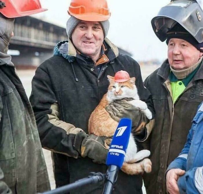 Kitties working hard and hardly working: 109 delightful pics of working ...