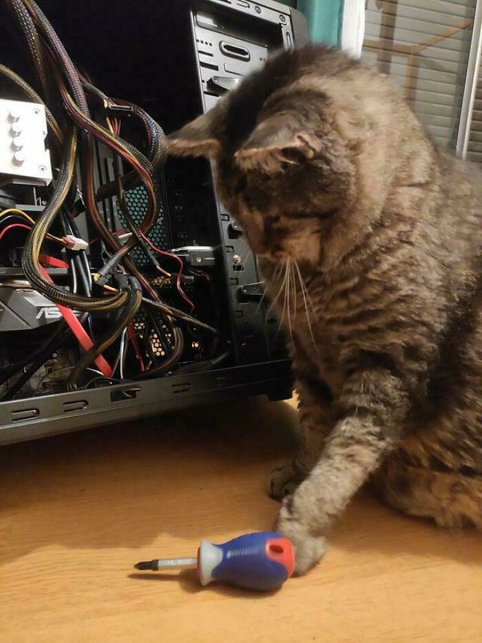 Kitties working hard and hardly working: 109 delightful pics of working ...